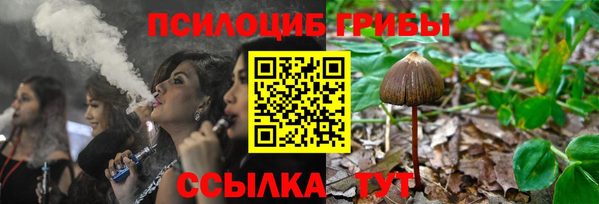 Галлюциногенные грибы Psilocybine cubensis Сыктывкар